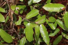 Monanthotaxis caffra