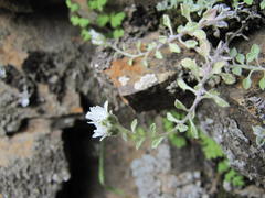 Troglophyton acocksianum