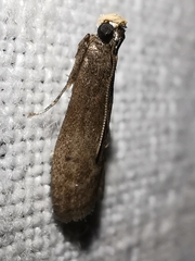 Eccopisa effractella