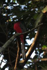 Apaloderma narina narina