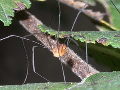 Leiobunum politum