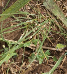 Arenaria leptoclados