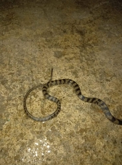 Tantalophis discolor