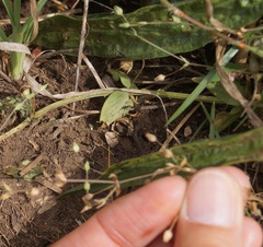 Arenaria leptoclados