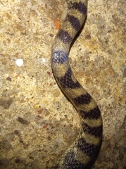 Tantalophis discolor