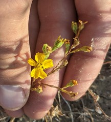 Deinandra pentactis
