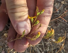 Deinandra pentactis