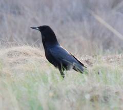 Corvus capensis capensis