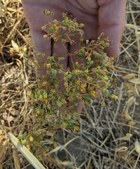 Deinandra pentactis