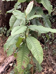 Triplaris americana