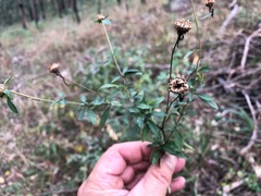 Centratherum riparium