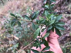 Centratherum riparium