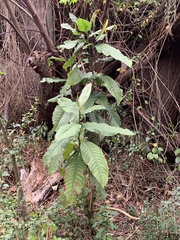 Triplaris americana