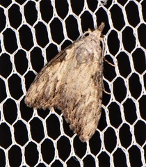 Nola pleurochorda