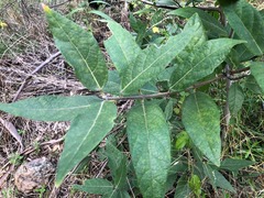 Ficus opposita