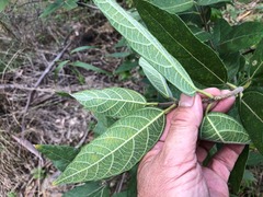 Ficus opposita