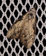 Nola pleurochorda