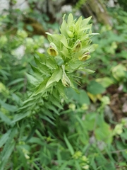 Melampyrum argyrocomum