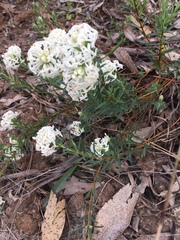 Pimelea glauca