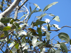 Eucalyptus hallii