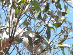 Eucalyptus hallii