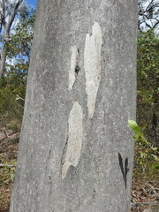 Eucalyptus hallii