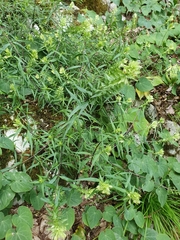 Melampyrum argyrocomum