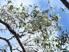 Eucalyptus hallii