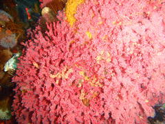 Melithaea rubra