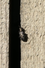 Scopodes