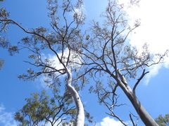 Eucalyptus hallii