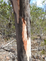 Eucalyptus hallii