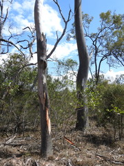 Eucalyptus hallii