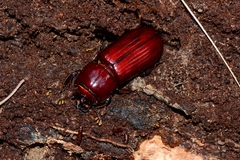 Aulacocyclus edentulus