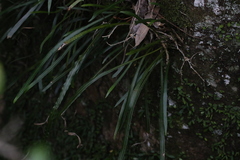 Asplenium attenuatum