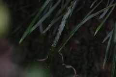 Asplenium attenuatum