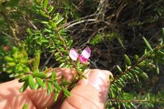 Polygala gazensis