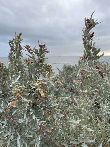 Gray saltbush (Atriplex cinerea)