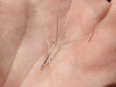 Aristida warburgii
