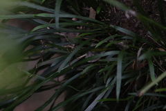 Asplenium attenuatum