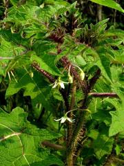 Solanum capsicoides