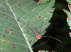 Leiobunum politum