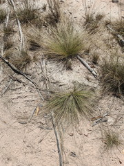 Aristida warburgii