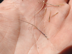 Aristida warburgii