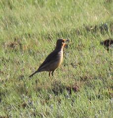 Macronyx capensis colletti