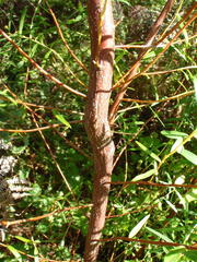 Empleurum unicapsulare