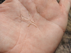 Aristida warburgii