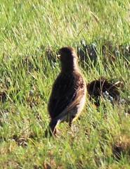 Macronyx capensis colletti