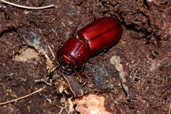 Aulacocyclus edentulus