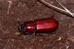 Aulacocyclus edentulus